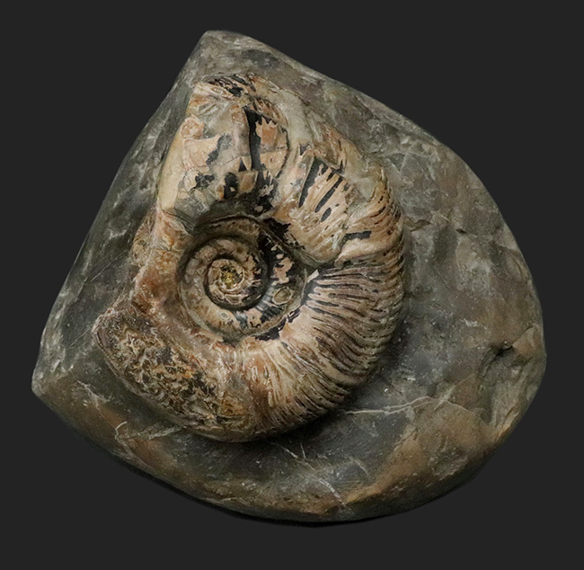 立派!堂々たる風格が備わった北海道産のアンモナイト(Ammonite)の母岩付きの化石(その1)