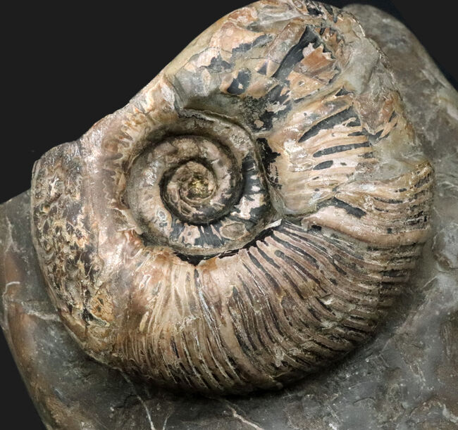 立派!堂々たる風格が備わった北海道産のアンモナイト(Ammonite)の母岩付きの化石(その2)
