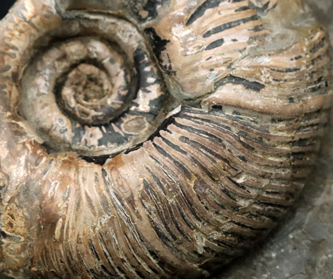 立派！堂々たる風格が備わった北海道産のアンモナイト（Ammonite）の母岩付きの化石（その3）