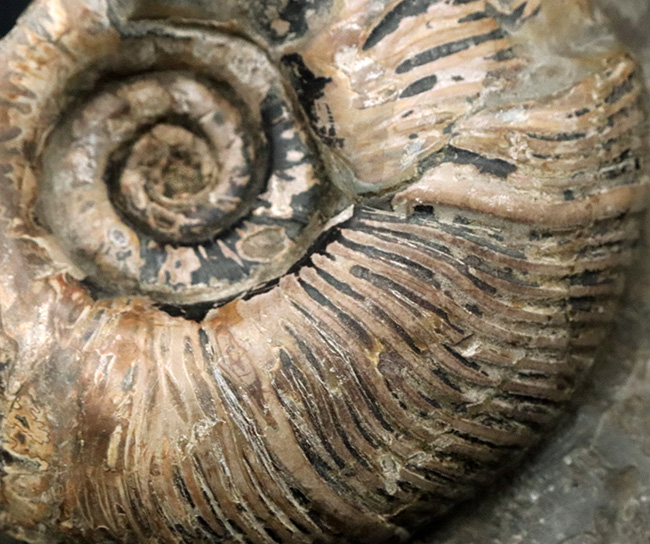 立派!堂々たる風格が備わった北海道産のアンモナイト(Ammonite)の母岩付きの化石(その3)