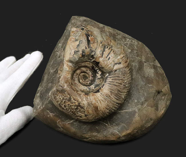 立派！堂々たる風格が備わった北海道産のアンモナイト（Ammonite）の母岩付きの化石（その4）