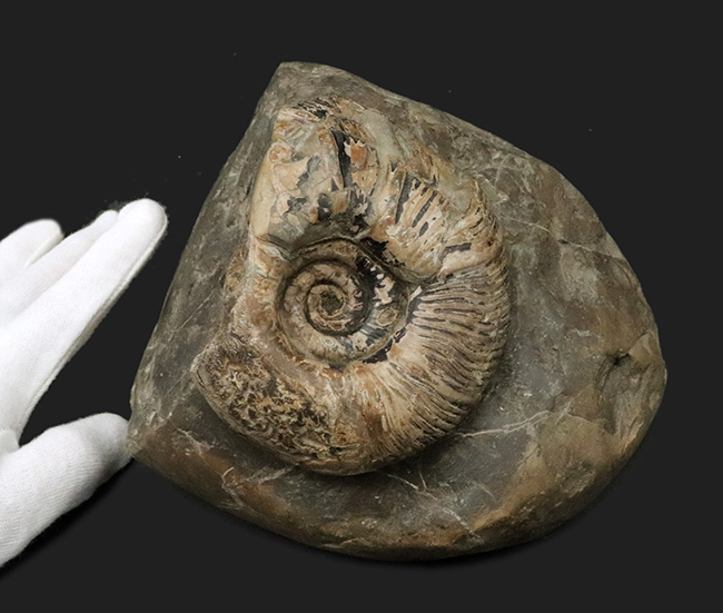 立派!堂々たる風格が備わった北海道産のアンモナイト(Ammonite)の母岩付きの化石(その4)
