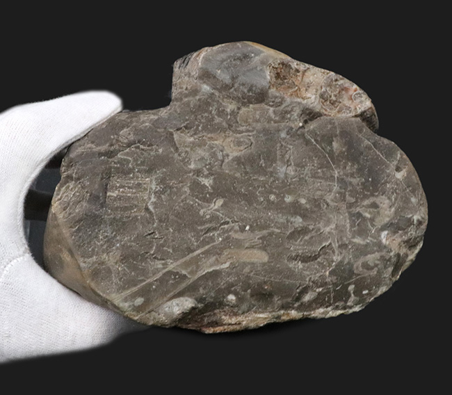 立派！堂々たる風格が備わった北海道産のアンモナイト（Ammonite）の母岩付きの化石（その5）