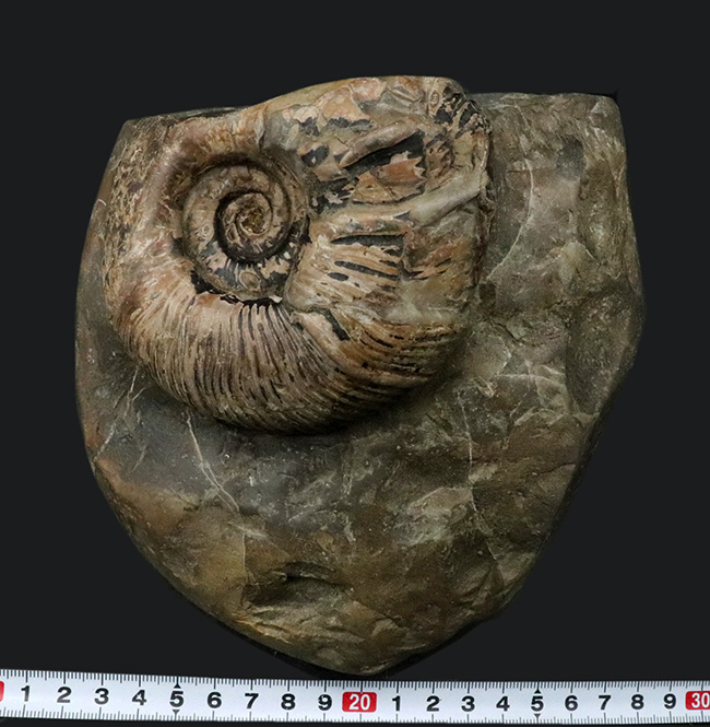 立派!堂々たる風格が備わった北海道産のアンモナイト(Ammonite)の母岩付きの化石(その6)