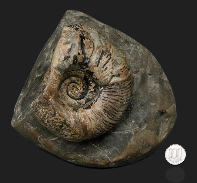 立派！堂々たる風格が備わった北海道産のアンモナイト（Ammonite）の母岩付きの化石（その7）