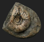 立派！堂々たる風格が備わった北海道産のアンモナイト（Ammonite）の母岩付きの化石