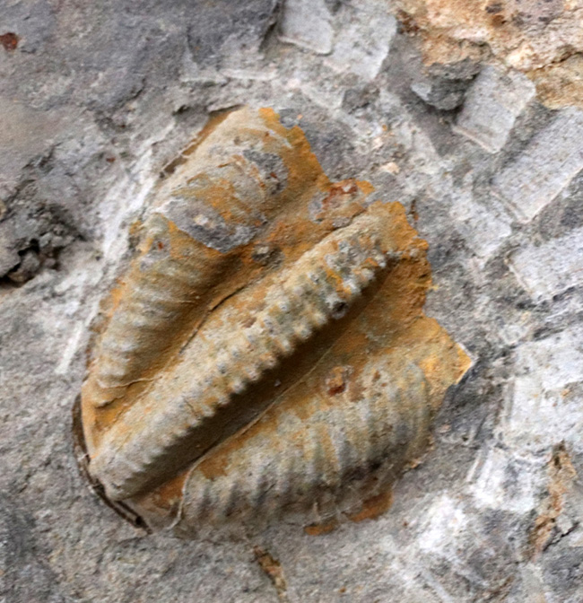 国産マニアックシリーズ！非常に珍しい陸前高田市産の三葉虫、シュードフィリプシア（Pseudophillipsia spatulifera）の化石（その1）