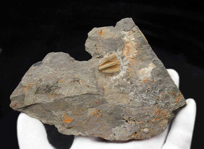 国産マニアックシリーズ！非常に珍しい陸前高田市産の三葉虫、シュードフィリプシア（Pseudophillipsia spatulifera）の化石（その2）