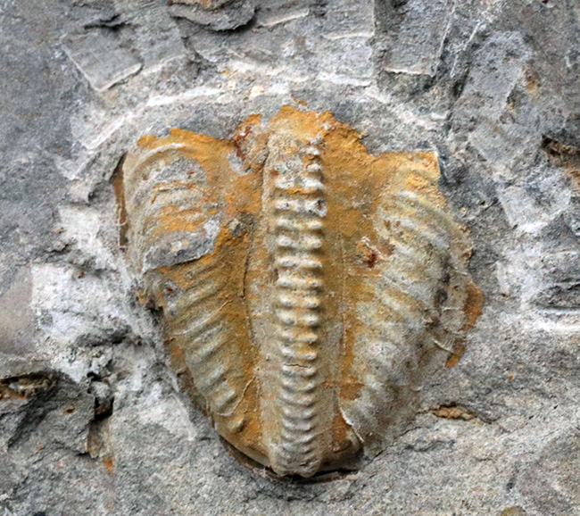 国産マニアックシリーズ！非常に珍しい陸前高田市産の三葉虫、シュードフィリプシア（Pseudophillipsia spatulifera）の化石（その3）