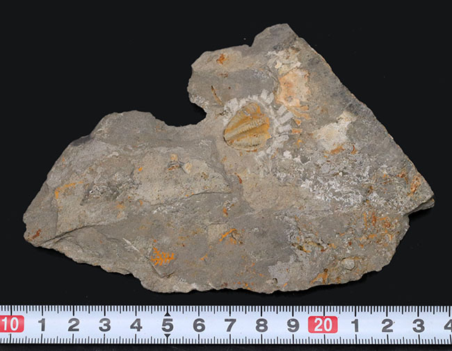 国産マニアックシリーズ！非常に珍しい陸前高田市産の三葉虫、シュードフィリプシア（Pseudophillipsia spatulifera）の化石（その6）