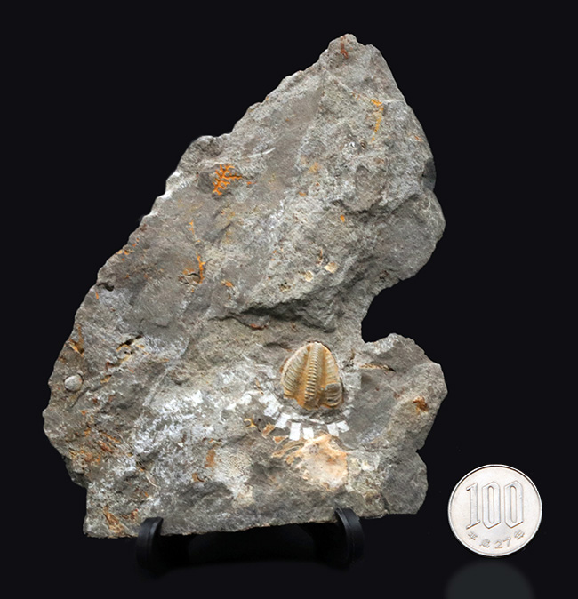 国産マニアックシリーズ！非常に珍しい陸前高田市産の三葉虫、シュードフィリプシア（Pseudophillipsia spatulifera）の化石（その7）