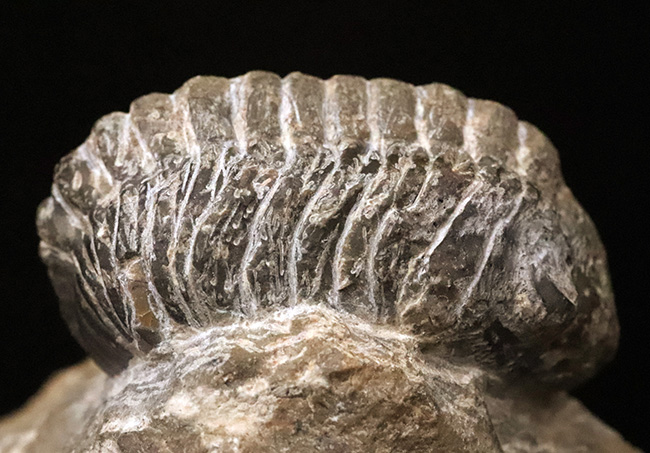 複眼の保存状態良好！立体的なフォルムが美しく残された、モロッコ産デボン紀の三葉虫ファコプス（Phacops）類の化石（その5）