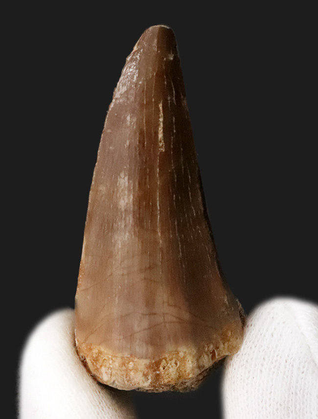 白亜紀後期の海中における食物連鎖の頂点に君臨した、巨大な海棲爬虫類モササウルス（Mosasaurus）の歯化石（その1）