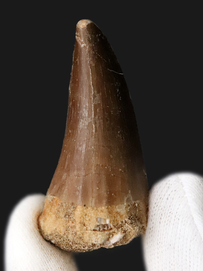 白亜紀後期の海中における食物連鎖の頂点に君臨した、巨大な海棲爬虫類モササウルス（Mosasaurus）の歯化石（その2）