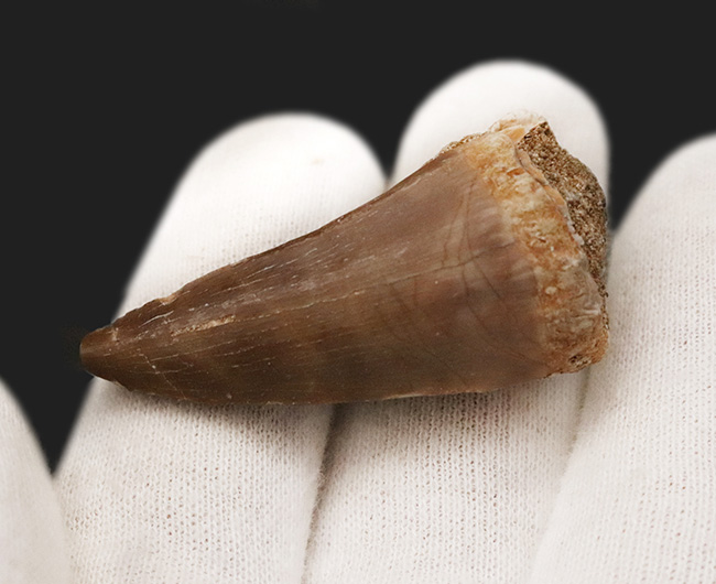 白亜紀後期の海中における食物連鎖の頂点に君臨した、巨大な海棲爬虫類モササウルス（Mosasaurus）の歯化石（その3）