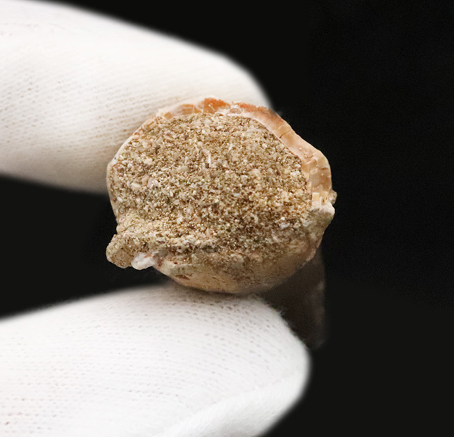 白亜紀後期の海中における食物連鎖の頂点に君臨した、巨大な海棲爬虫類モササウルス（Mosasaurus）の歯化石（その5）