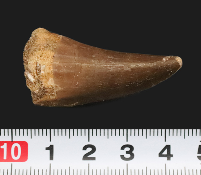 白亜紀後期の海中における食物連鎖の頂点に君臨した、巨大な海棲爬虫類モササウルス（Mosasaurus）の歯化石（その6）