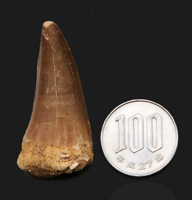 白亜紀後期の海中における食物連鎖の頂点に君臨した、巨大な海棲爬虫類モササウルス（Mosasaurus）の歯化石（その7）