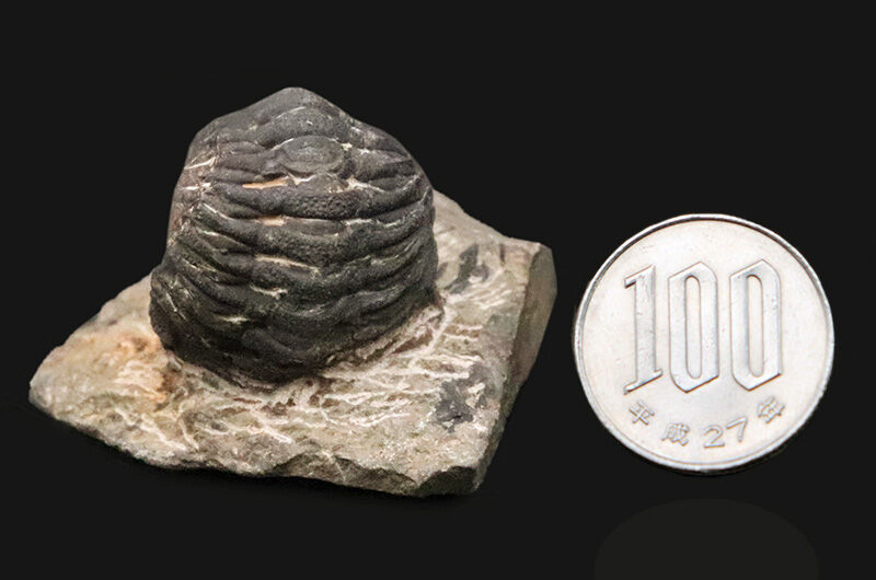 ダンゴムシのように背を丸めて身を守った三葉虫、ファコプス（Phacops）類の化石（その10）