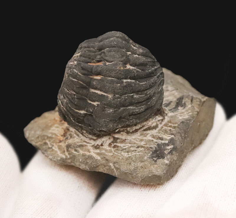 ダンゴムシのように背を丸めて身を守った三葉虫、ファコプス（Phacops）類の化石（その2）