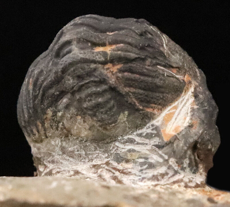 ダンゴムシのように背を丸めて身を守った三葉虫、ファコプス（Phacops）類の化石（その4）