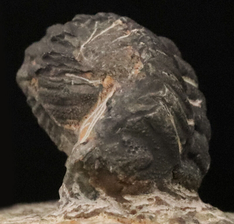 ダンゴムシのように背を丸めて身を守った三葉虫、ファコプス（Phacops）類の化石（その6）
