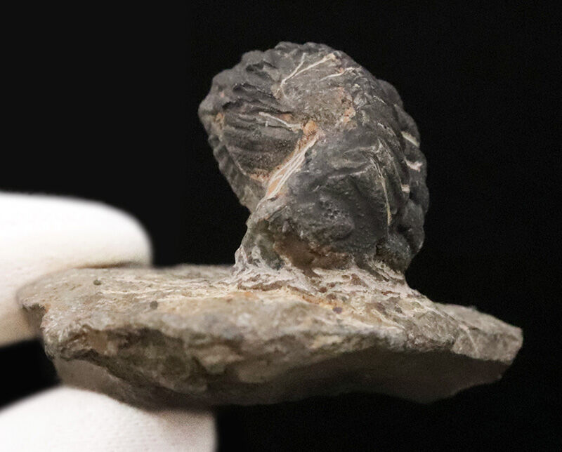 ダンゴムシのように背を丸めて身を守った三葉虫、ファコプス（Phacops）類の化石（その8）