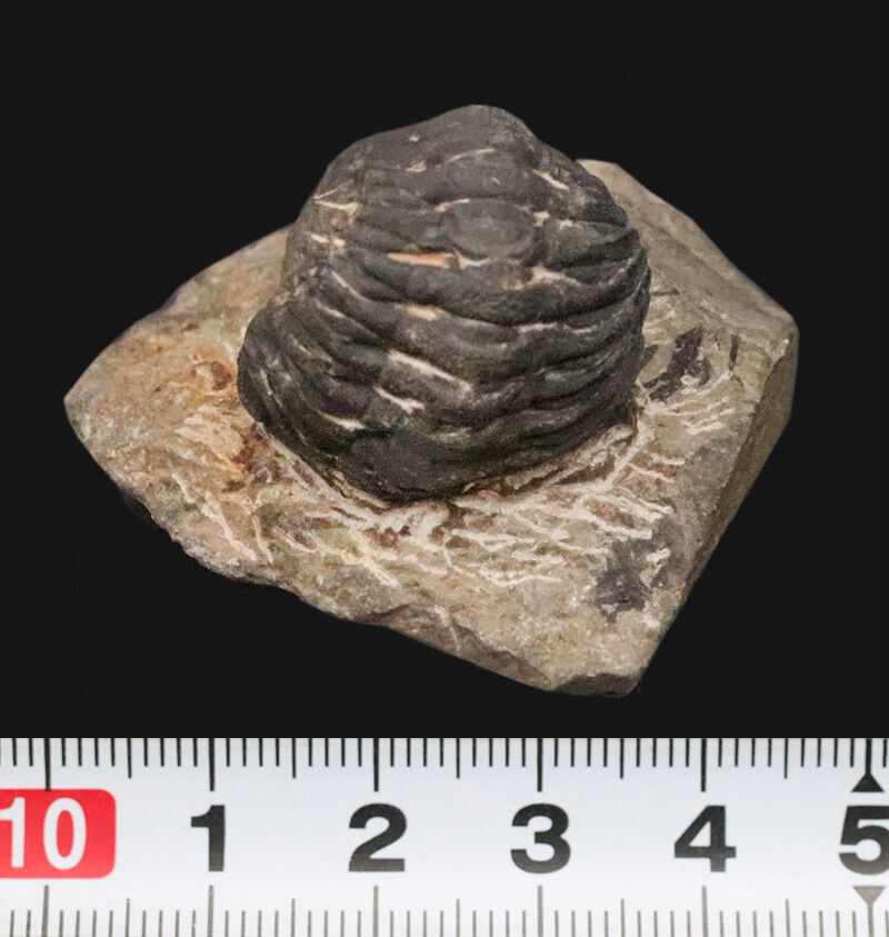 ダンゴムシのように背を丸めて身を守った三葉虫、ファコプス（Phacops）類の化石（その9）