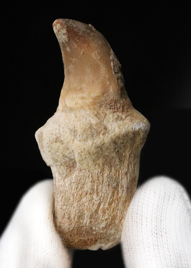 白亜紀後期の海の頂点捕食者、モササウルス(Mosasaurus)の歯根付き歯化石(その1)