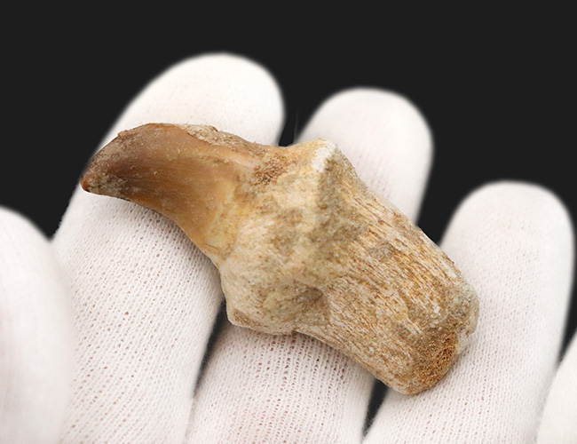 白亜紀後期の海の頂点捕食者、モササウルス(Mosasaurus)の歯根付き歯化石(その2)