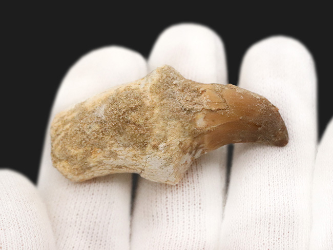 白亜紀後期の海の頂点捕食者、モササウルス(Mosasaurus)の歯根付き歯化石(その3)