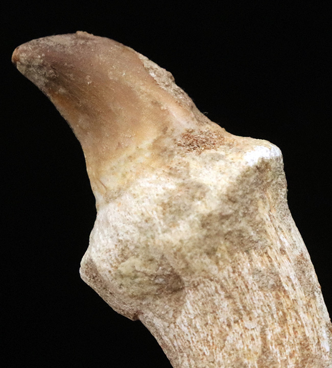 白亜紀後期の海の頂点捕食者、モササウルス(Mosasaurus)の歯根付き歯化石(その4)
