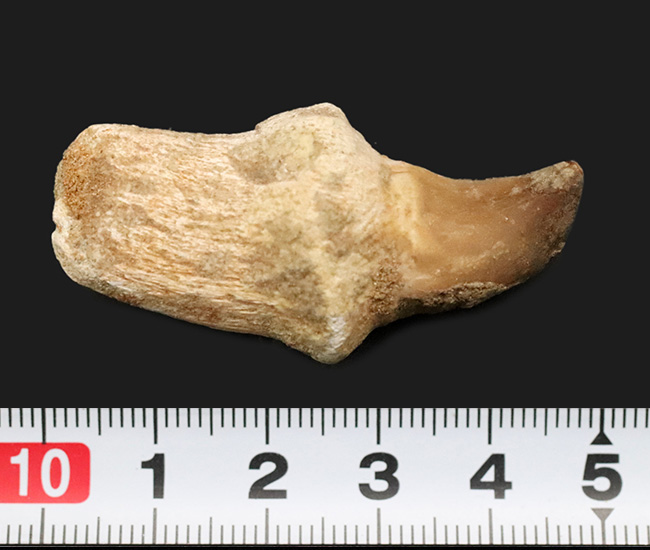 白亜紀後期の海の頂点捕食者、モササウルス(Mosasaurus)の歯根付き歯化石(その6)