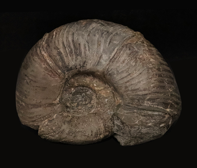 全形がよく保存され、美しい円盤状の姿が際立つ、北海道産のプゾシア（Puzosia）と思われるアンモナイト（その1）
