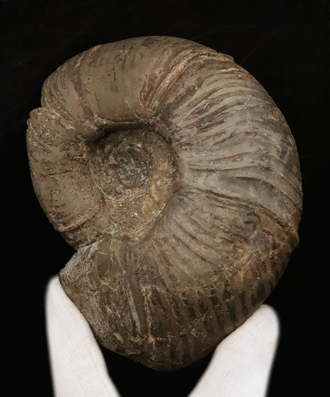 全形がよく保存され、美しい円盤状の姿が際立つ、北海道産のプゾシア（Puzosia）と思われるアンモナイト（その2）