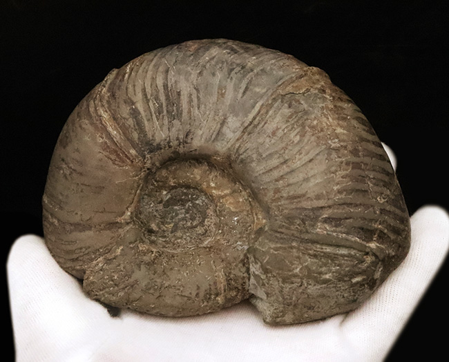 全形がよく保存され、美しい円盤状の姿が際立つ、北海道産のプゾシア（Puzosia）と思われるアンモナイト（その4）