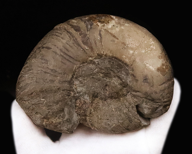 全形がよく保存され、美しい円盤状の姿が際立つ、北海道産のプゾシア（Puzosia）と思われるアンモナイト（その5）