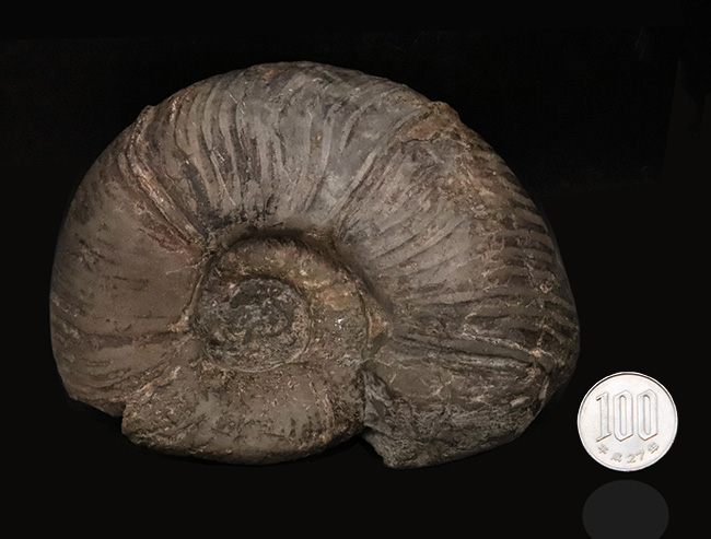 全形がよく保存され、美しい円盤状の姿が際立つ、北海道産のプゾシア（Puzosia）と思われるアンモナイト（その8）