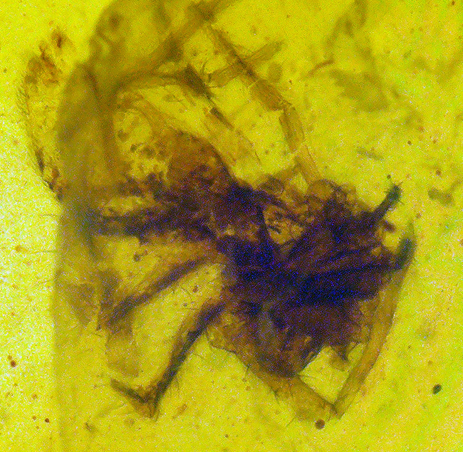 クモを内包！恐竜時代の生命を封じ込めた、世界屈指の古さを誇る琥珀「バーマイト（Burmite）」（その1）