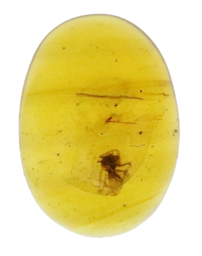 クモを内包！恐竜時代の生命を封じ込めた、世界屈指の古さを誇る琥珀「バーマイト（Burmite）」（その2）