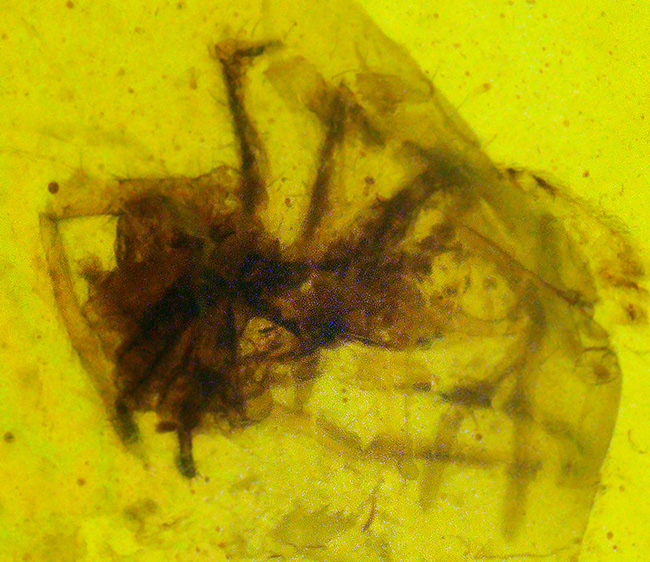 クモを内包！恐竜時代の生命を封じ込めた、世界屈指の古さを誇る琥珀「バーマイト（Burmite）」（その3）