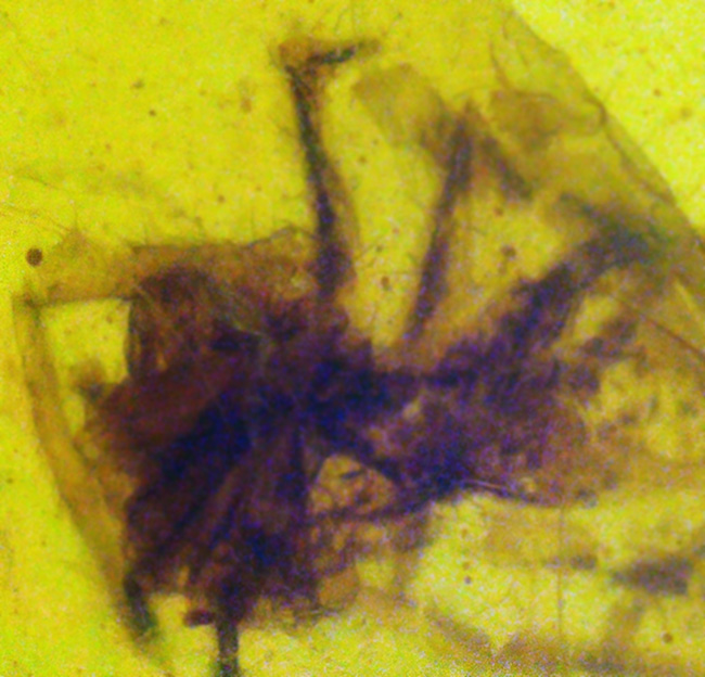 クモを内包！恐竜時代の生命を封じ込めた、世界屈指の古さを誇る琥珀「バーマイト（Burmite）」（その4）