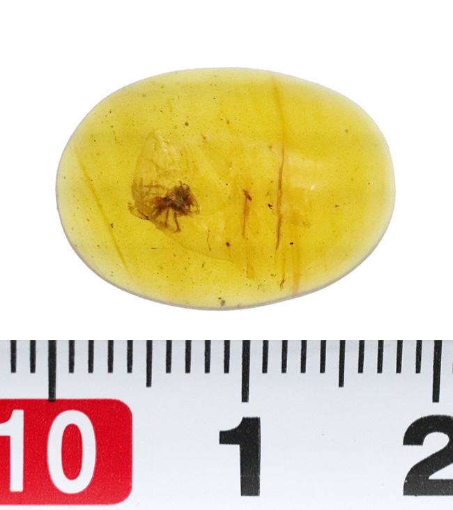 クモを内包！恐竜時代の生命を封じ込めた、世界屈指の古さを誇る琥珀「バーマイト（Burmite）」（その7）