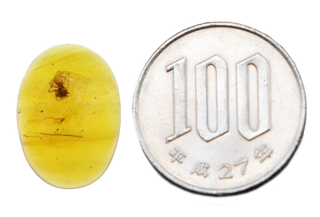 クモを内包！恐竜時代の生命を封じ込めた、世界屈指の古さを誇る琥珀「バーマイト（Burmite）」（その8）