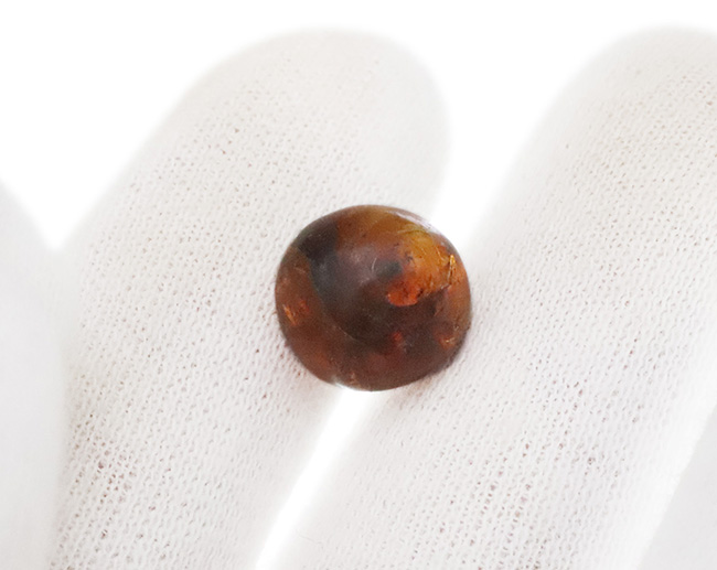 映画『ジュラシック・パーク』で話題になった、ドミニカ産の虫入り琥珀(amber)(その3)