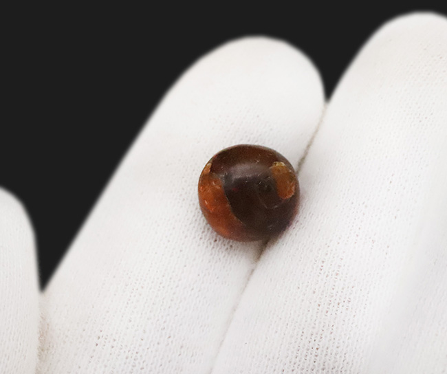 映画『ジュラシック・パーク』で話題になった、ドミニカ産の虫入り琥珀(amber)(その5)
