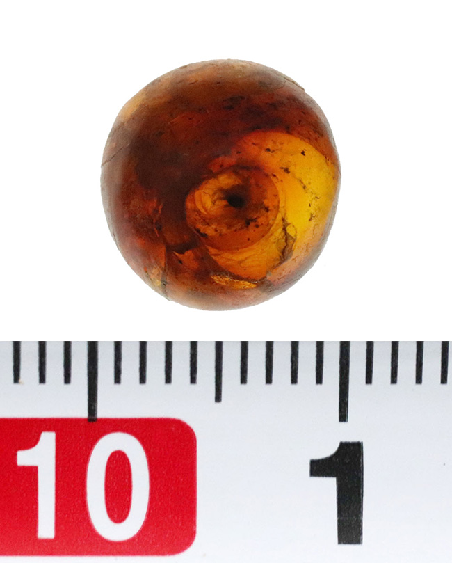 映画『ジュラシック・パーク』で話題になった、ドミニカ産の虫入り琥珀(amber)(その6)