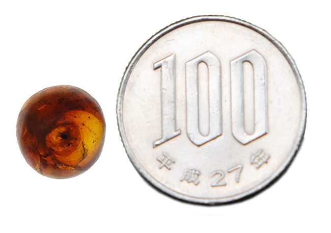 映画『ジュラシック・パーク』で話題になった、ドミニカ産の虫入り琥珀(amber)(その7)