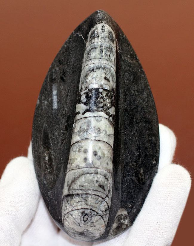 モロッコ産、デボン紀直角貝ことオルソセラスのポリッシュ化石。平置きで安定的に展示できます。（その1）