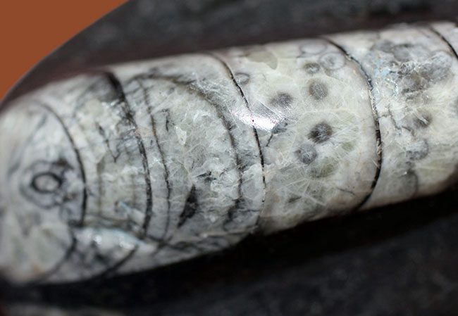 モロッコ産、デボン紀直角貝ことオルソセラスのポリッシュ化石。平置きで安定的に展示できます。（その3）